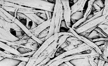The Phenom provides the extra magnification levels necessary to see paper fibers, fillers and coatings, and the depth-of-focus to clearly observe 3D surface phenomena. These capabilities can be used during the R+D process as well as for failure analysis and ongoing quality control.