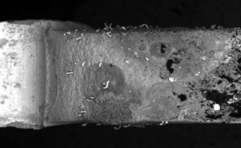 Tin whiskers have caused total system failures in computers, cell phones, missiles, and satellites. Analysts predict that these issues will become more frequent in this new solder-free semiconductor era. This note has been created to illustrate how to easily detect tin whiskers using the FEI Phenom.