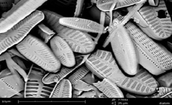 FEI Company's Phenom(TM), a new type of microscope, proves to be a valuable and cost-effective instrument for imaging and classification of diatoms at the Dutch Water Treatment and Control Laboratories.
