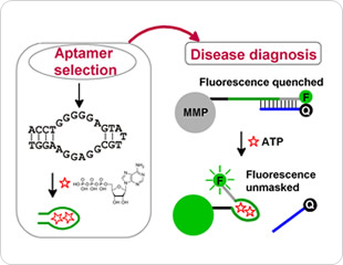 DNA as a Functional Polymer