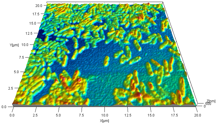 Geobacter Electrochemically Deposited on a Gold Substrate