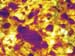 Bimodal Dual AC imaging takes advantage of the flexibility and power of the digital signal processing within the MFP-3D AFM system controller
