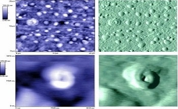 Nano-TA is a local thermal analysis technique which combines the high spatial resolution imaging capabilities of atomic force microscopy with the ability to obtain an understanding of the thermal behaviour of materials with a spatial resolution of sub-100nm.  The aim of this work was to characterize the nanoscale inclusions within two 50/50 polyolefin blends. Imaging these materials using a conventional AFM probe had revealed the scale and form of their phase-separated microstructures, but could not identify which polymer formed the matrix and which formed the occluded phase.