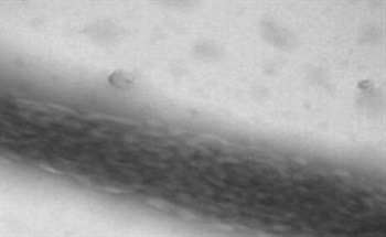 Electrospinning techniques are capable of producing polymer fibers in the nanometer scale. Polymer blends offer the potential to prepare new materials for use in a variety of applications. The focus of this investigation has been primarily on the phase morphology of the fiber surface.