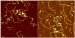 Imaging soft biological samples in liquid with Atomic Force Microscope (AFM) has long stood as a very challenging task. The XE-series AFM with crosstalk elimination (XE) has successfully solved the problems by operating in the 
