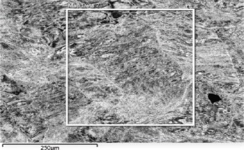 nanoanalysis oxford instruments ebsd eds characterization entropy alloys
