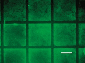 Pads of P-gel, each about 1 millimeter square, in which DNA has been embedded to code for a fluorescent compound.