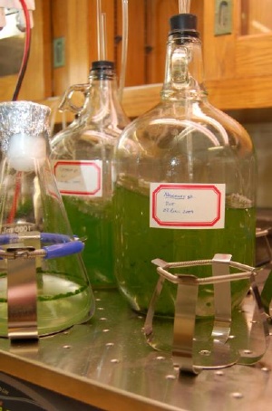Researchers at the Ames Laboratory are growing several strains of algae to test nanofarming technology that uses sponge-like mesoporous nanoparticles to extract biofuel oils from the organisms. Credit: U.S. Dept. of Energy
