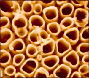 Scanning electron microscope image of typical titania nanotubes for a photocatalytic cell to produce hydrogen gas from water. Nanotubes average roughly 90-100 nanometers in diameter. Credit: Menon, Northeastern University.