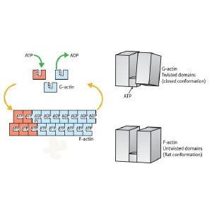 Overview of the actin assembly/disassembly process. G-actin (top right) is bound by ATP (top right) and undergoes a transition into the F-state, enabling it to assemble into fibers (bottom left). This transition involves rotation of the two major domains into a ’flattened’ state (bottom right). This shift also enables ATP hydrolysis (top left), subsequently driving subunit dissociation and a return to G-actin conformation.