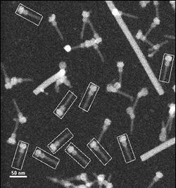 STEM image showing isolated needle complexes marked with rectangles for mass analysis. Rods are TMV (tobacco mosaic virus) particles used for reference