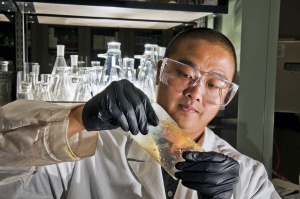 Sandia researcher Cy Fujimoto demonstrates his new flexible hydrocarbon polymer electrolyte membrane, which could be a key factor in realizing a hydrogen car. (Photo by Randy Montoya)