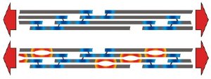The image at top depicts a healthy collagen fibril. The image below it depicts a fibril with brittle bone disease displaying the small rifts (in orange) that form in collagen tissue at the sites where an incorrect amino acid has been substituted for glycine. These tiny rifts lead to the brittle tissue, broken bones and deformity characteristic of the disease. Graphic / Sebastien Uzel and Markus Buehler