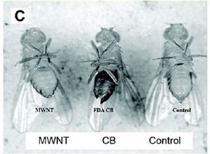 Researchers are reporting that carbon nanoparticles can be transmitted by fruit flies and that certain nanoparticles can be toxic to adult flies. (Image: American Chemical Society)