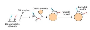 Combining reactive oligonucleotides with a DNA template allows controlled positioning of the nucleic acids on the surface of a gold nanoparticle.