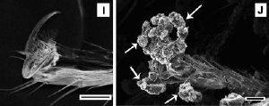 Microscopy shows a clean foot and leg of a fruit fly (left), and a foot and leg covered with carbon nanostructures (arrows). Adhering nanostructures may have impeded movement, respiration and vision in adult flies but did not appear toxic to fly larvae that ingested it. Credit: David Rand laboratory, Brown University