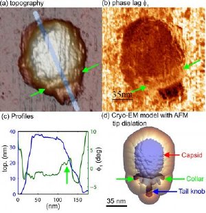Researchers in the United States and Spain have discovered that an atomic force microscope -- a tool widely used in nanoscale imaging -- works differently in watery environments, a step toward better using the instrument to study biological molecules and structures. The researchers demonstrated their new understanding of how the instrument works in water to show details of the mechanical properties of a virus called Phi29. The images in "a" and "c" show the topography, and the image in "b" shows the different stiffness properties of the balloonlike head, stiff collar and hollow tail of the Phi29 virus, called a bacteriophage because it infects bacteria. Credit: C. Carrasco-Pulido, P. J. de Pablo, J. Gomez-Herrero, Universidad Autonoma de Madrid, Spain