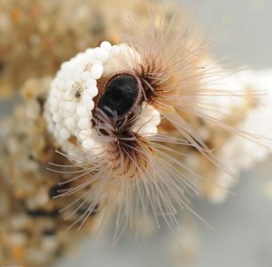 The sandcastle worm makes a protective home out of beads of zirconium oxide in a lab. At the University of Utah, scientists have created a synthetic version of this glue for possible use in repairing fractured bones. Credit: Fred Hayes