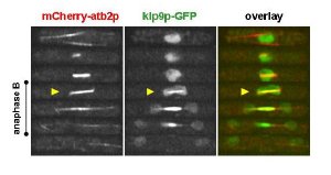 This is a montage of a fission yeast cell undergoing mitosis. The microtubule structures, including the spindle, are shown in red. The motor protein klp9p is shown in green. The motor binds to the spindle specifically at anaphase B onset, where it helps elongate the spindle. Credit: Phong Tran, PhD, University of Pennsylvania School of Medicine; Developmental Cell