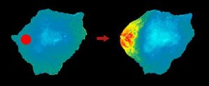 A photoactivatable protein enables control of cell movement in living cells. Activation of Rac in the red circle led to localized cell protrusion and translocation of the kinase PAK to the cell edge (right hand image, Pak in red). Credit: Yi Wu, UNC-Chapel Hill.