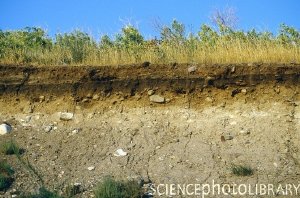 Soil cross section. Credit: KENNETH W. FINK / SCIENCE PHOTO LIBRARY - © This image is for illustration only and subject to copyright and may not be used or copied in any way without prior permission from Science Photo Library http://www.sciencephotolibrary