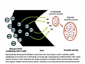 Nanoparticles developed by Einstein researchers can ferry drugs or other medically useful substances across the skin. In this study involving rats, nanoparticles contained either nitric oxide (shown above) or nitric oxide plus the drugs sialorphin or tadalafil. When carried across the skin, these agents relaxed smooth muscle tissue, resulting in increased blood flow and erectile activity. Credit: Albert Einstein College of Medicine