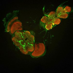 Image of the nerve system of the fruit fly with the LSM 780 laser scanning microscope from Carl Zeiss. Double staining with anti-GFP Alexa 488 (neurons) and NC82 Alexa 568 (synapses).