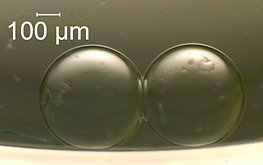 Image of two artificial cells that can act as a tiny battery.  Each cell has a droplet of a water-based solution containing a salt�potassium and chloride ions�enclosed within a lipid wall. If the solutions in the two cells start with different salt concentrations, then poking thin metal electrodes into the droplets creates a small electric battery. Credit: NIST