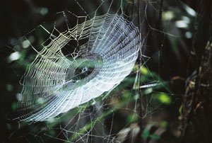 A sticky substance in spider webs may lead to the development of a new generation of biobased adhesives and glues that could replace some petroleum-based products. (Image: Randolph Femmer, National Biological Information Infrastructure) 
