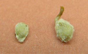 Phenotype of tomato seeds incubated during 3 days without (left) or with (right) CNTs on standard agar Murashige and Skoog medium. (Reprinted with permission from American Chemical Society)