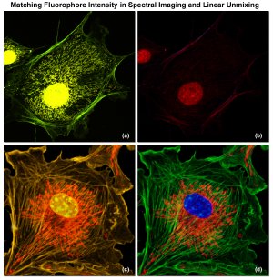 The application photo taken from www.zeiss.com/campus shows examples of spectral imaging and linear unmixing of multiply stained adherent cell cultures with strongly different (a and b) or comparable (c and d) fluorescence intensities.

