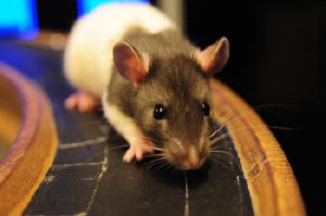 New data from rats with head-mounted microscopes shed light on how we put the world together seamlessly while we move around. Image: MPI for Biological Cybernetics