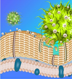 Schematic illustration showing how positively charged peptide nanoparticles (green) interact with and disrupt negatively charged bacterial walls. Reproduced with permission NPG Asia Materials.