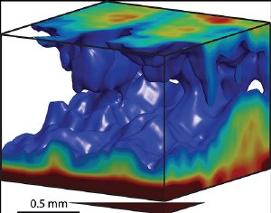 This image shows the 3-D concentration distribution of swimming bacteria Bacillus subtilis in thin liquid film obtained by optical coherence tomography. 