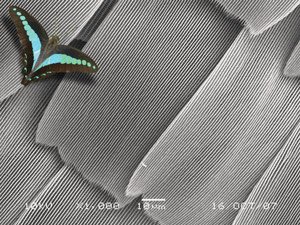 Micrograph, with an image of a butterfly, showing that a butterfly wing has hair-like nanostructures arranged in larger scales.
Micrograph © 2009 Hong Yee Low
Photograph © 2009 istockphoto/tcp