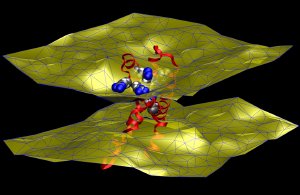 An imaging technique known as neutron diffraction, used along with molecular simulations, revealed that an ion channel�s voltage sensing domain (red, yellow and blue molecule at center) perturbs the two-layered cell membrane that surrounds it (yellow surfaces), causing the membrane to thin slightly. Credit: NIST

