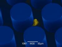 Scanning electron microscope image of a lung cancer cell adhering to an antibody-coated micropost on the CTC-chip.