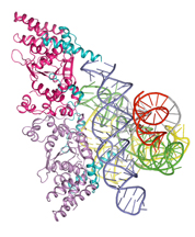 he crystal structure of a molecule from a primitive fungus has served as a time machine to show researchers more about the evolution of life from the simple to the complex.