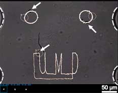 Precise manipulation of cells on chip. Three yeast cells are being steered to an accuracy of 1 mm (1/1000th of a millimeter) each by feedback flow control