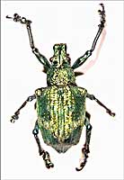 Researchers have been unable to build an ideal �photonic crystal� to manipulate visible light, impeding the dream of ultrafast optical computers. But now, University of Utah chemists have discovered that nature already has designed photonic crystals with the ideal, diamond-like structure: They are found in the shimmering, iridescent green scales of a beetle from Brazil