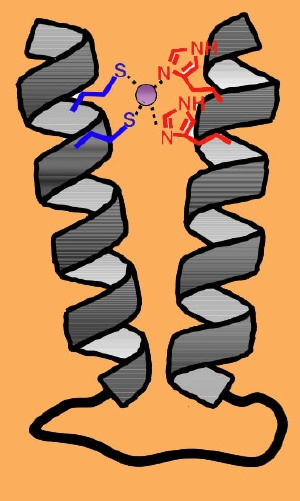 A more protein-like synthetic structure. Scientists have created a nano-sized polymer bundle that targets zinc, a development that opens the door for more rugged and longer lasting sensors and pharmaceuticals. In this schematic, a peptoid two-helix bundle clamps shut on a zinc molecule, in purple, locking the molecule in place.