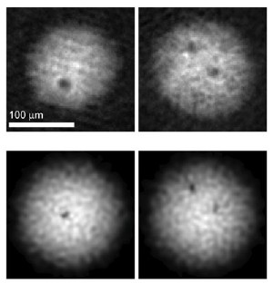 Vortices spontaneously appear during the formation of a BEC. The top row shows photographs from two runs of the experiment, where a new BEC was created in each run. The images of the bottom row show the results of two simulations. (UA College of Optical Sciences/Brian P. Anderson)