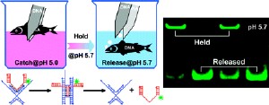 A pair of DNA tweezers are constructed, which are capable of capturing, holding and releasing a DNA object by playing with the open and close actions of the tweezers assisted by pH switchings. The object is captured between the tweezers’ arms at pH 5.0 through Hoogsteen hydrogen bonding and can be stably held even when the pH is increased to 5.7 after the tweezers are closed. Upon introducing a DNA unlocker strand, the tweezers are opened and the object gets released. This capture-hold-release process can be easily cycled without losing much of its efficiency.