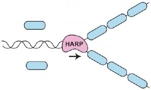The enzyme HARP "rewinds" sections of the double-stranded DNA molecule that become unwound, like the tangled ribbons from a cassette tape. Credit: James Kadonaga, UCSD