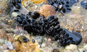 Holding on tightly: Some shellfish attach themselves to a foundation with proteins containing the amino acid dopa. Adhesion is equally good whether the protein contains a high proportion or a low proportion of the substance. Credit: Creative Commons / Andreas Trepte, Marburg