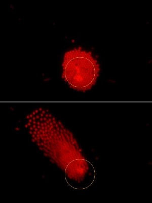These images were taken from a video illustrating a new technique that uses a laser and holograms to precisely position clusters of numerous tiny particles within seconds, representing a potential new tool to analyze biological samples or create devices using "nanoassembly." The red dots are individual particles. Credit: Birck Nanotechnology Center, Purdue University