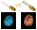 Chromosomal DNA is normally coiled and compacted via interactions with histone proteins to form material called chromatin. Chemical modification of the histones can profoundly alter how the chromatin is arranged, and this represents an important mechanism by which cells regulate gene expression.