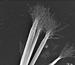 In findings that took the experimenters three years to believe, University of Michigan engineers and their collaborators have demonstrated that light itself can twist ribbons of nanoparticles.