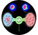 Standard magnetic resonance imaging, MRI, is a superb diagnostic tool but one that suffers from low sensitivity, requiring patients to remain motionless for long periods of time inside noisy, claustrophobic machines. A new MRI method, much faster, more selective -- able to distinguish even among specific target molecules -- and many thousands of times more sensitive, has now been developed by researchers