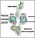 Using two sophisticated imaging techniques, scientists at the U.S. Department of Energy's Brookhaven National Laboratory and collaborators at Stony Brook University, University College London, and Washington University School of Medicine have captured molecular-level 